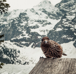 Eurasian Nutcracker (Nucifraga caryocatactes) in Zakopane (Poland)