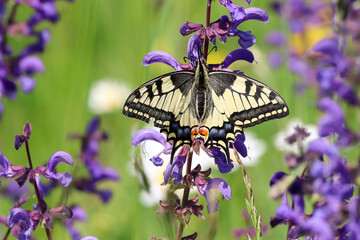 un papillon machaon reposant sur des fleurs violettes dans la nature