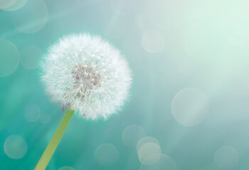 Dandelion in bright rays of light with bokeh.