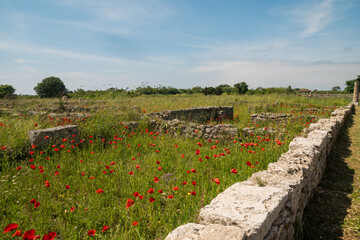 Beautiful red poppies in a field in southern Italy. Hot summer