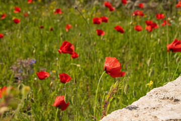 Beautiful red poppies in a field in southern Italy. Hot summer