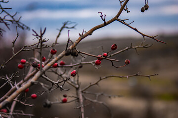 red berries on a branch
