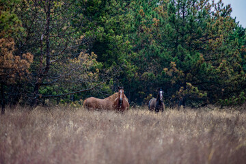 horses in the meadow