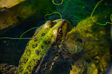 frog in the water