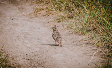 bird in the grass