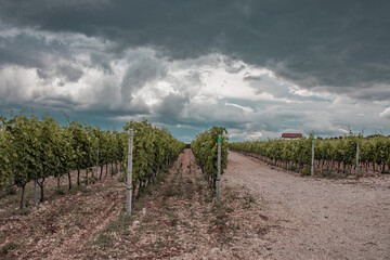 Vineyard in Croatia.