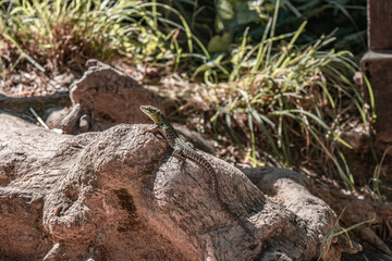 Lizard sitting on a rock.