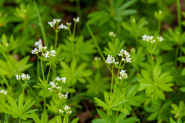 white flowers on green grass