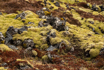 Full frame close-up of volcanic rocks, covered by green Icelandic moss and brown heather, suitable as a background texture, taken near Djúpalónssandur, Snæfellsness, Iceland