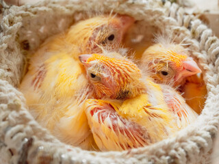 Defenseless chicks sleep in the nest. Newly hatched canary chick and eggs in the nest. Breeding of songbirds at home.