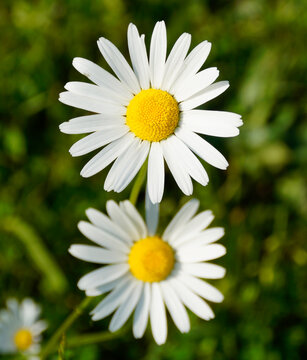 beautiful large daisies on a sunny day in May