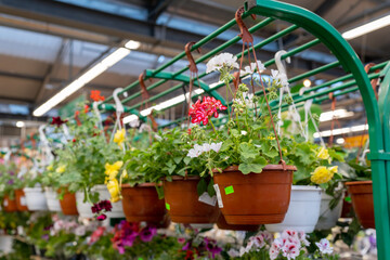 Fototapeta na wymiar Ornamental plant store. Plant on shelves display for sale in garden center.