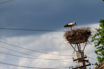 Stork nests in Cristian, Romania