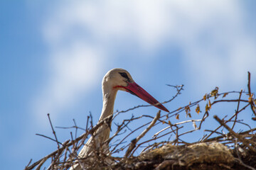Stork nests in Cristian, Romania