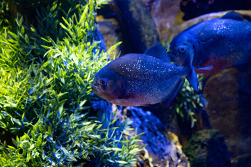 Sea aquarium with salt water and differenet colorful coral reef fish, red bellied piranha