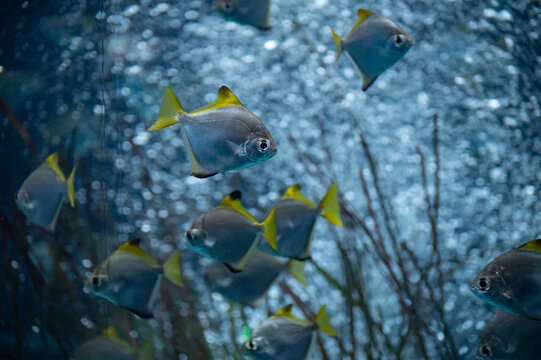 Group of colorful monodactylus argenteus silver moonyfish swim in marina aquarium