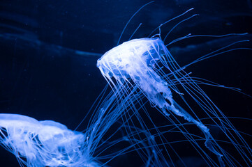 Sanderia malayensis jellyfish family Pelagiidae, native to tropical Indo-Pacific
