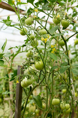 Green tomatoes ripen on a bush in a transparent polycarbonate greenhouse, vertical photo