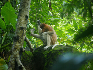 Proboscis Monkey : The proboscis monkey (Nasalis larvatus) or long-nosed monkey is an arboreal Old World monkey with an unusually large nose, a reddish-brown skin color and a long tail.