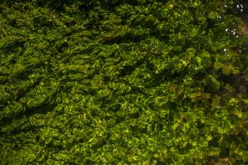 Green algae under clear water. Texture of flooded algae underwater in a stream. Clear water with highlights and ripples. Texture of clear water.