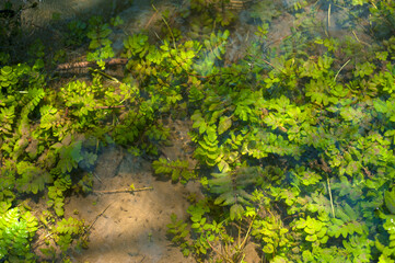 Green algae under clear water. Texture of flooded algae underwater in a stream. Clear water with highlights and ripples. Texture of clear water.