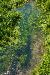 Green algae under clear water. Texture of flooded algae underwater in a stream. Clear water with highlights and ripples. Texture of clear water.