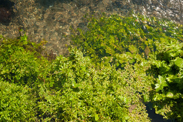 Green algae under clear water. Texture of flooded algae underwater in a stream. Clear water with highlights and ripples. Texture of clear water.