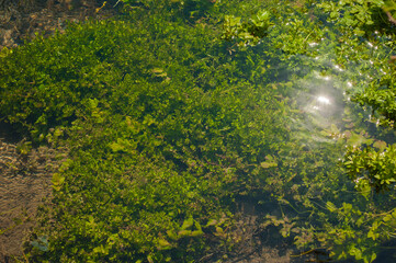 Green algae under clear water. Texture of flooded algae underwater in a stream. Clear water with highlights and ripples. Texture of clear water.