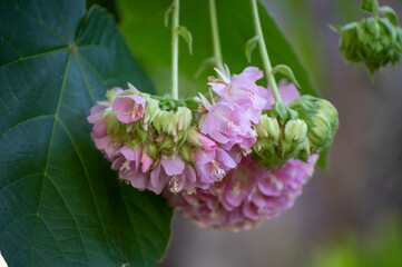 Pink snowballs of blossoming dombeya x cayeuxii tropical tree