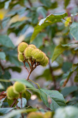 Bixa orellana or achiote plant, source of annato, natural orange-red condiment used for food coloring and body paint