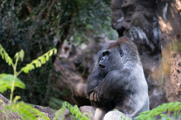 Gorilla herbivorous, great black ape inhabit tropical forests of equatorial Africa
