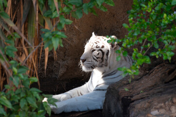 Adult white tiger resting in garden on sunlights