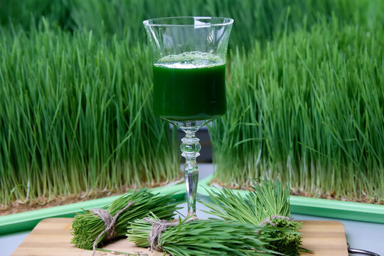Filled with green vitrgrass juice glass stands between bunches greenery against background substrates with thick wheatgrass. Bright photo healthy nutritious drink in glass against on farm © Aleksandr