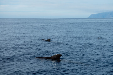 Fototapeta premium Whales watching from boat, spotted family of whales near coast of Tenerife, Canary islands, Spain