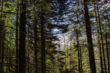 Fototapeta premium In the forest