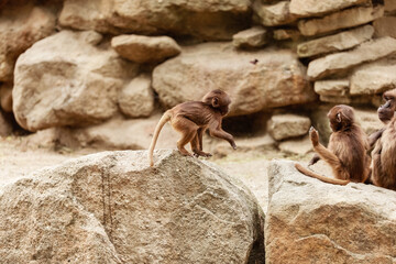 Indian monkey family playing and having fun on the rock.
