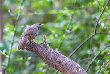 A Jungle Babbler sitting on a tree