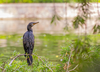 A Cormorant resting on a tree