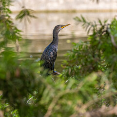 A Cormorant on a tree