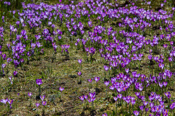 Obraz premium Spring time in Romania