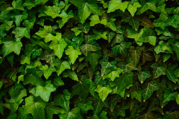 Green ivy leaves background. Nature green leaf background and textured, Leaves wall for backdrop. - obrazy, fototapety, plakaty