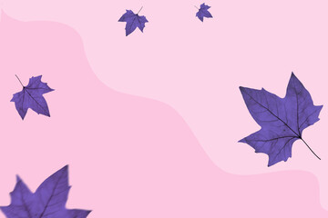 Fototapeta na wymiar Autumn maple leaves on a pink background, a concept for the seasons.