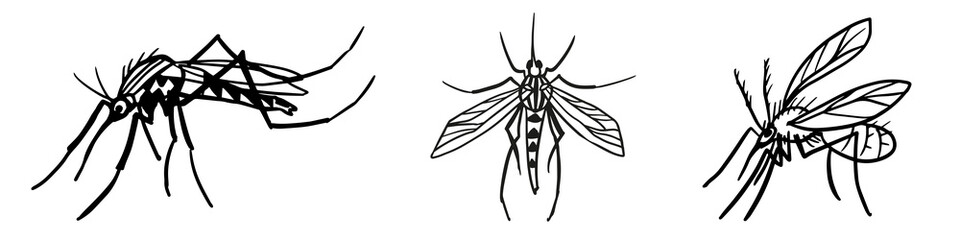 Illustration of the different mosquito, gnat insect. Graphic line illustration on white background for repellent cover design.