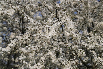 Beautiful blooming tree in spring