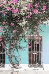 Beautiful facade with a climber with pink flowers in a typical street of a city in Colombia