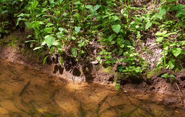 Plant growing on a river bank