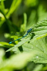 Libelle blau