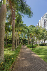palm trees in the park country