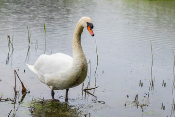 street lighting. it's raining a little. white swan swimming in the lake