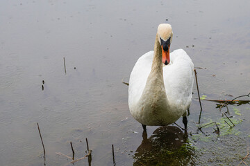 street lighting. it's raining a little. white swan swimming in the lake
